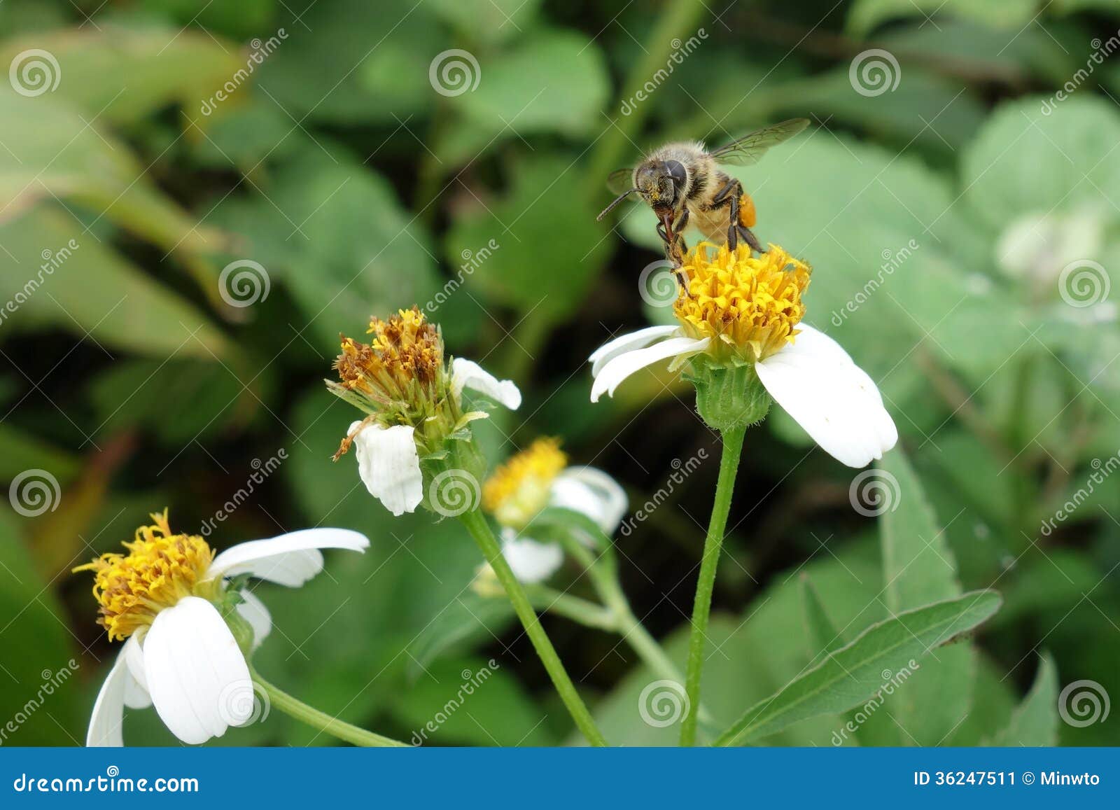 Bees eat nectar stock image. Image of green, flower, foraging 36247511