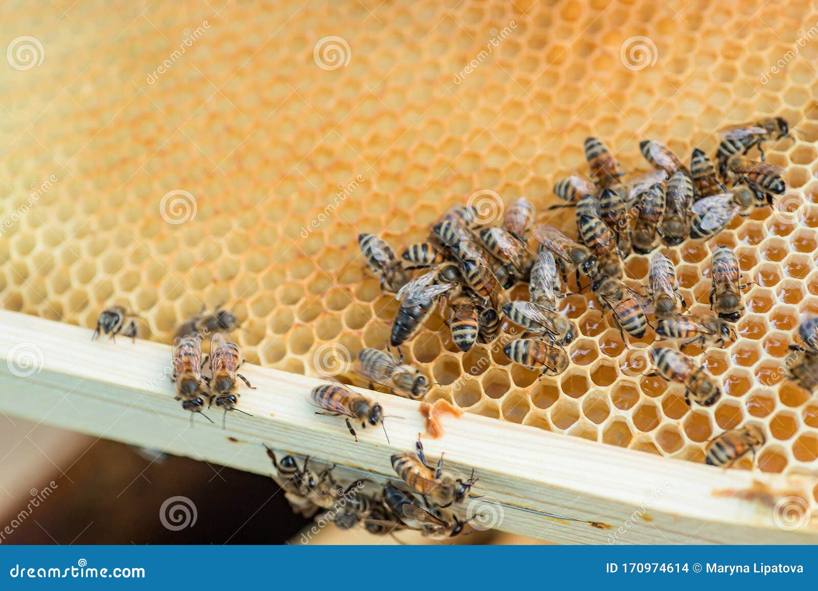 Bees Eat Nectar from Wax Cells. Queen Bee Surrounded by Nurse Bees Stock Photo Image of