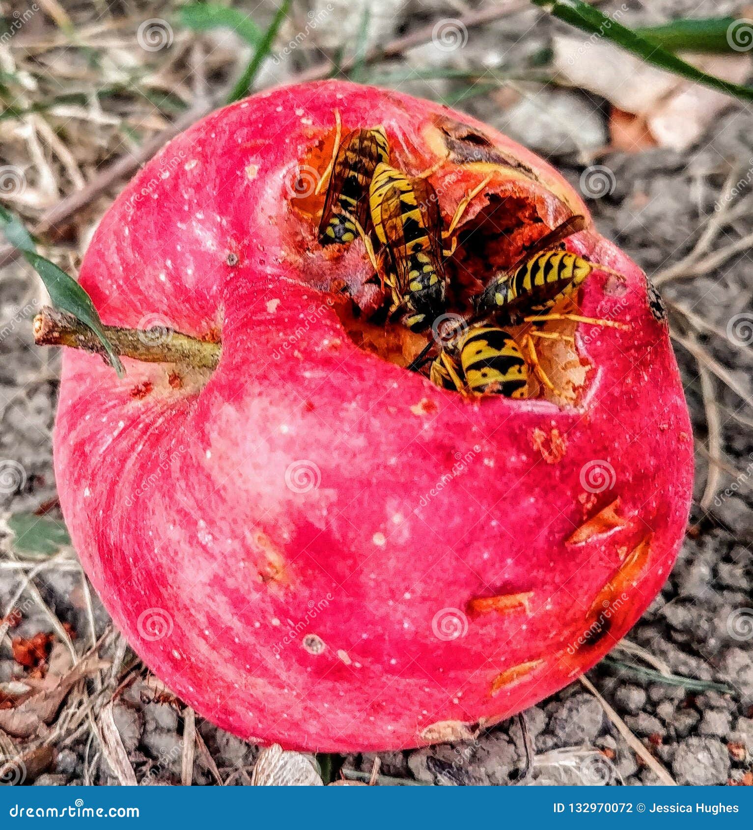 Bees stock photo. Image of bees, fruit, eating, yellow 132970072
