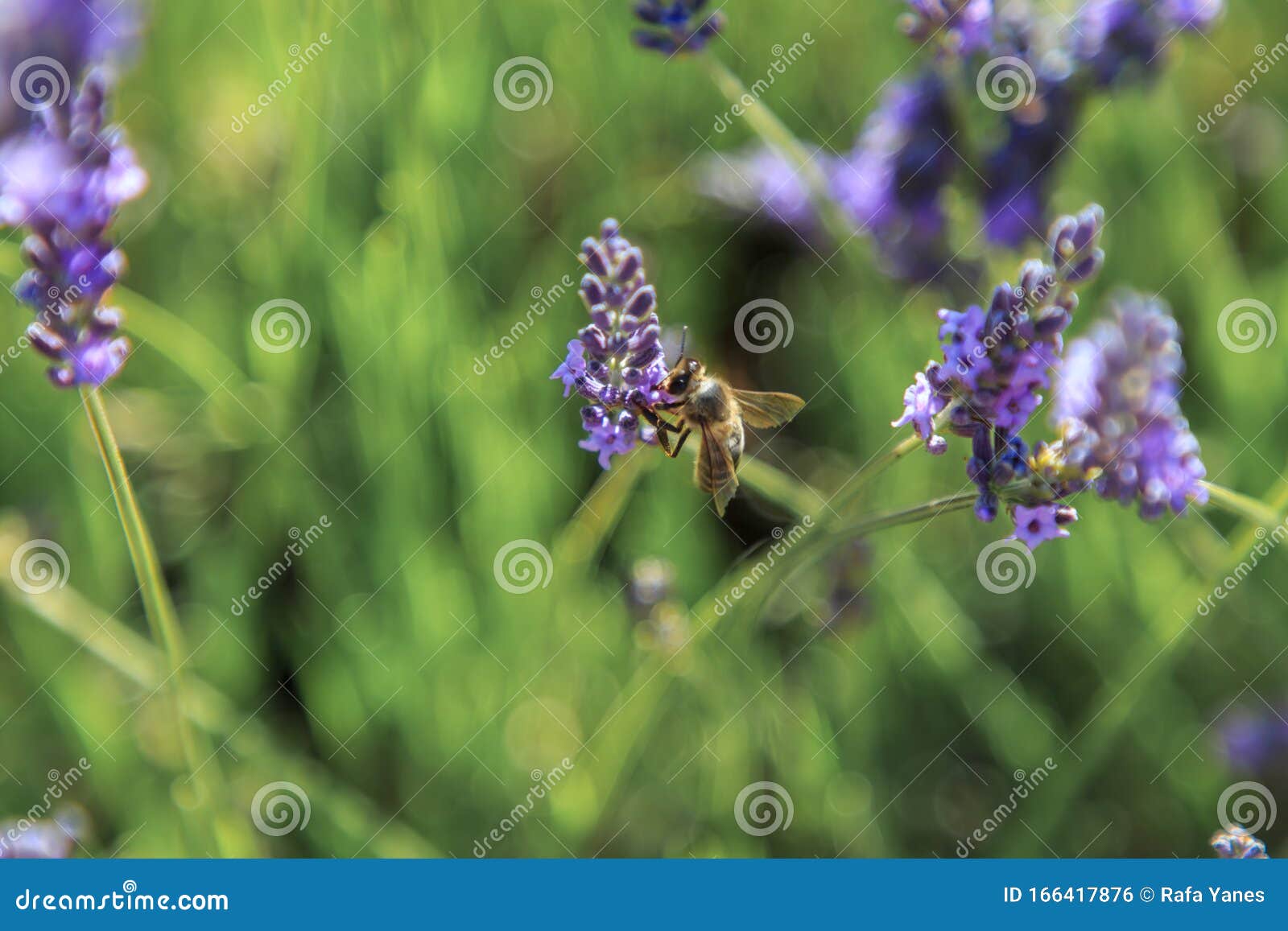 Bees Eating Nectar in Lavender Fields. Insects Concept Stock Photo