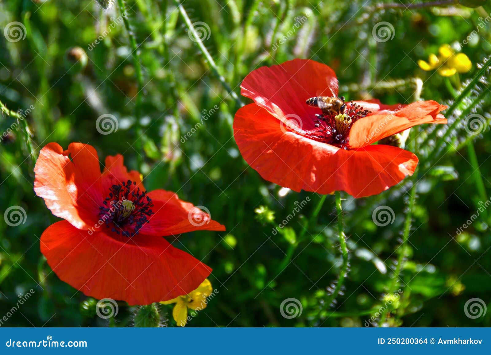 Bees fly on poppy flowers stock photo. Image of insect 250200364