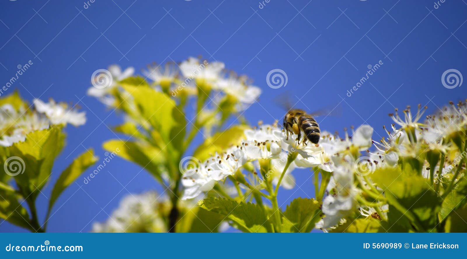 bees flying around flowers