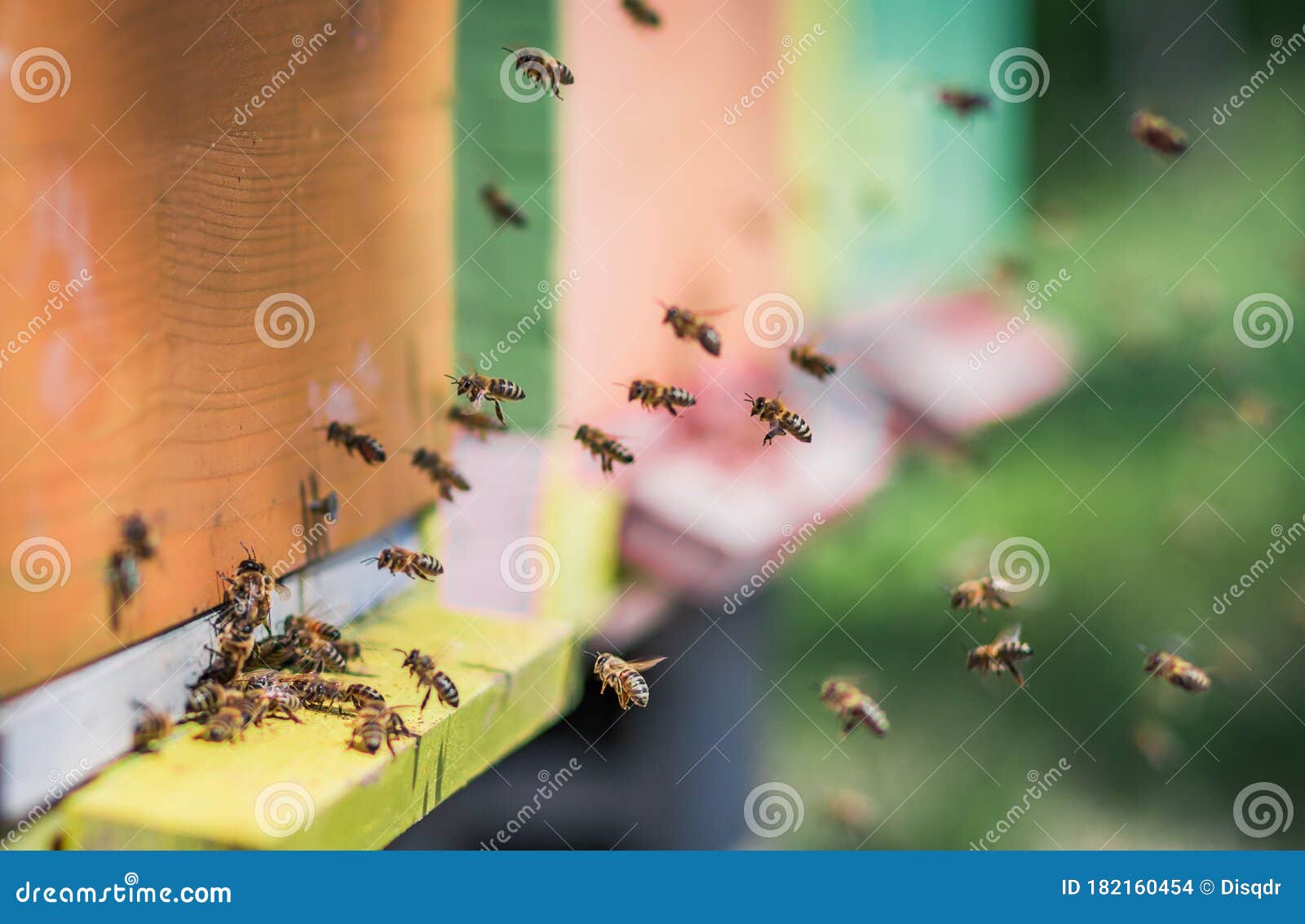 bees flying entering honeycomb bee hive