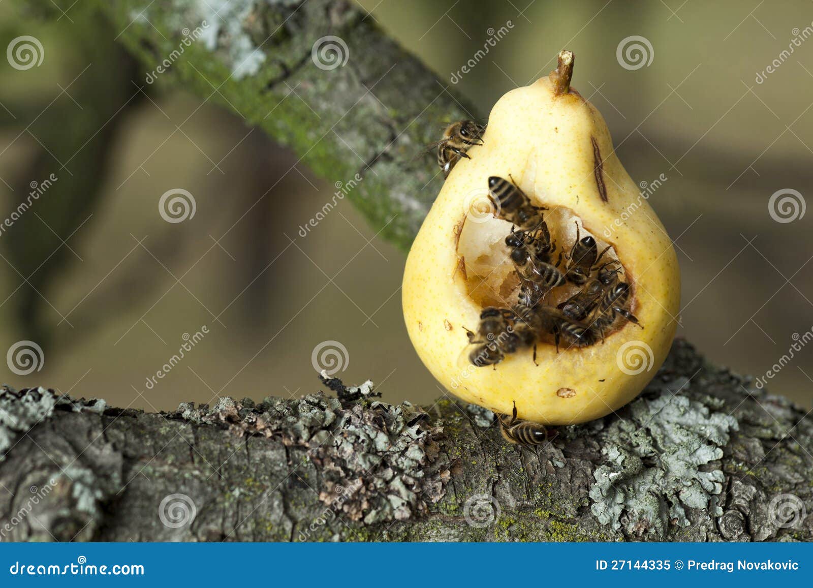 Bees on fruit stock image. Image of striped, wildlife 27144335