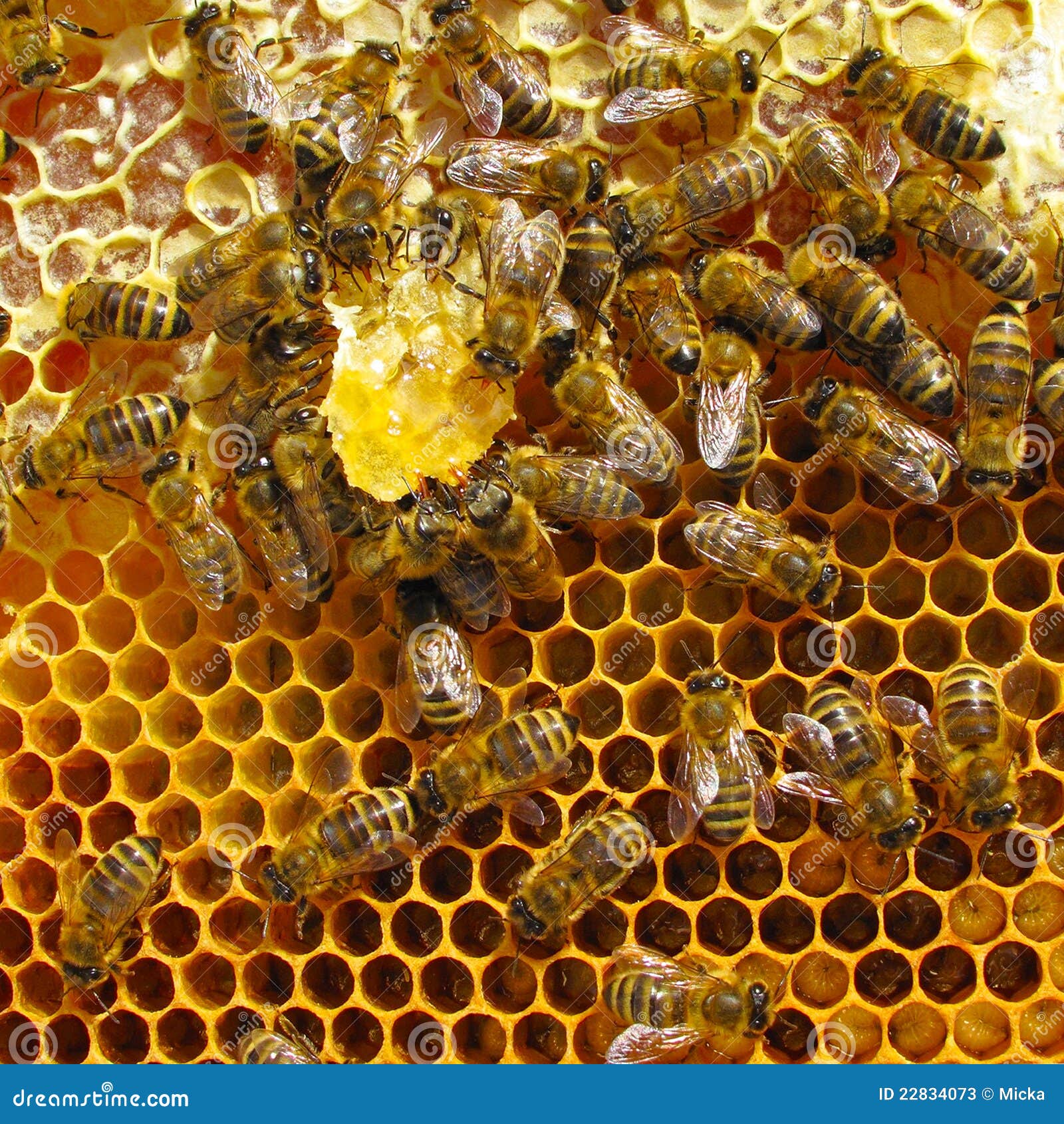 Bees Having Sweet Honey Dinner Stock Image - Image of ...
