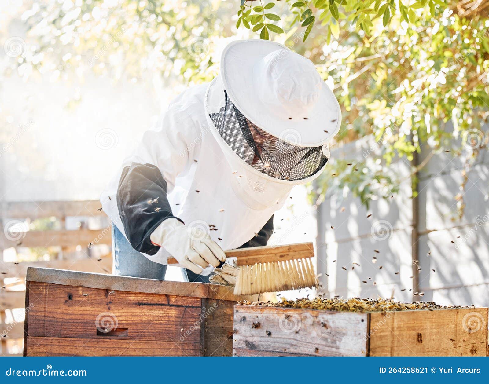 Bees, Honey Farming and Woman with Brush at Beehive, Box and Crate for