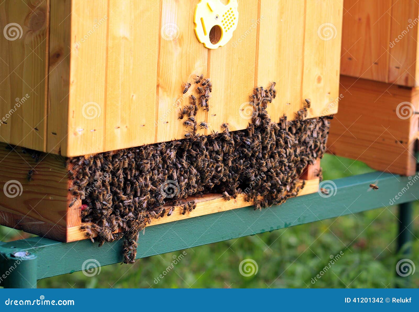 Bees stock photo. Image of eating, beehive, beeswax, 41201342