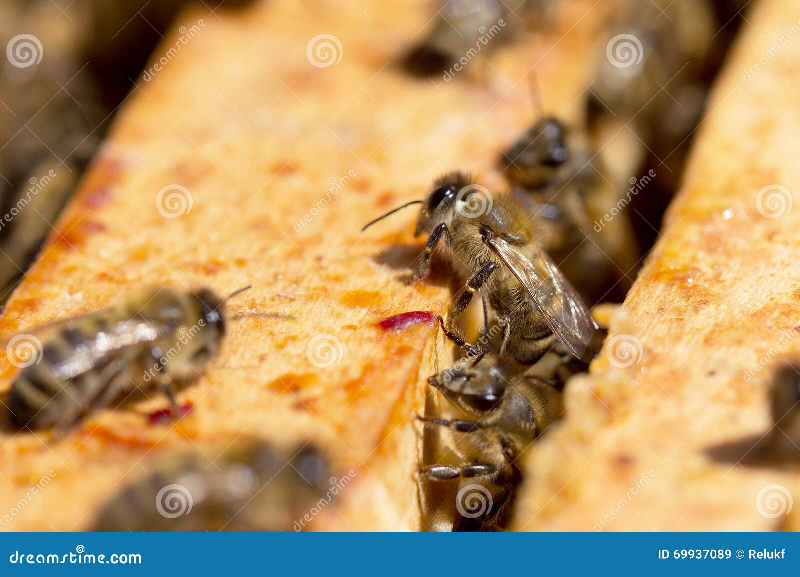 Bees on honeycomb in hive