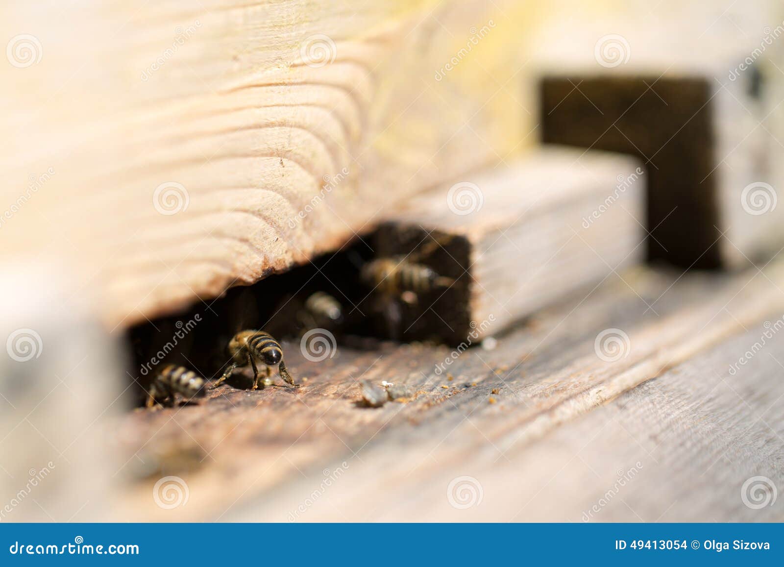 Bees in the house stock photo. Image of house, colony 49413054