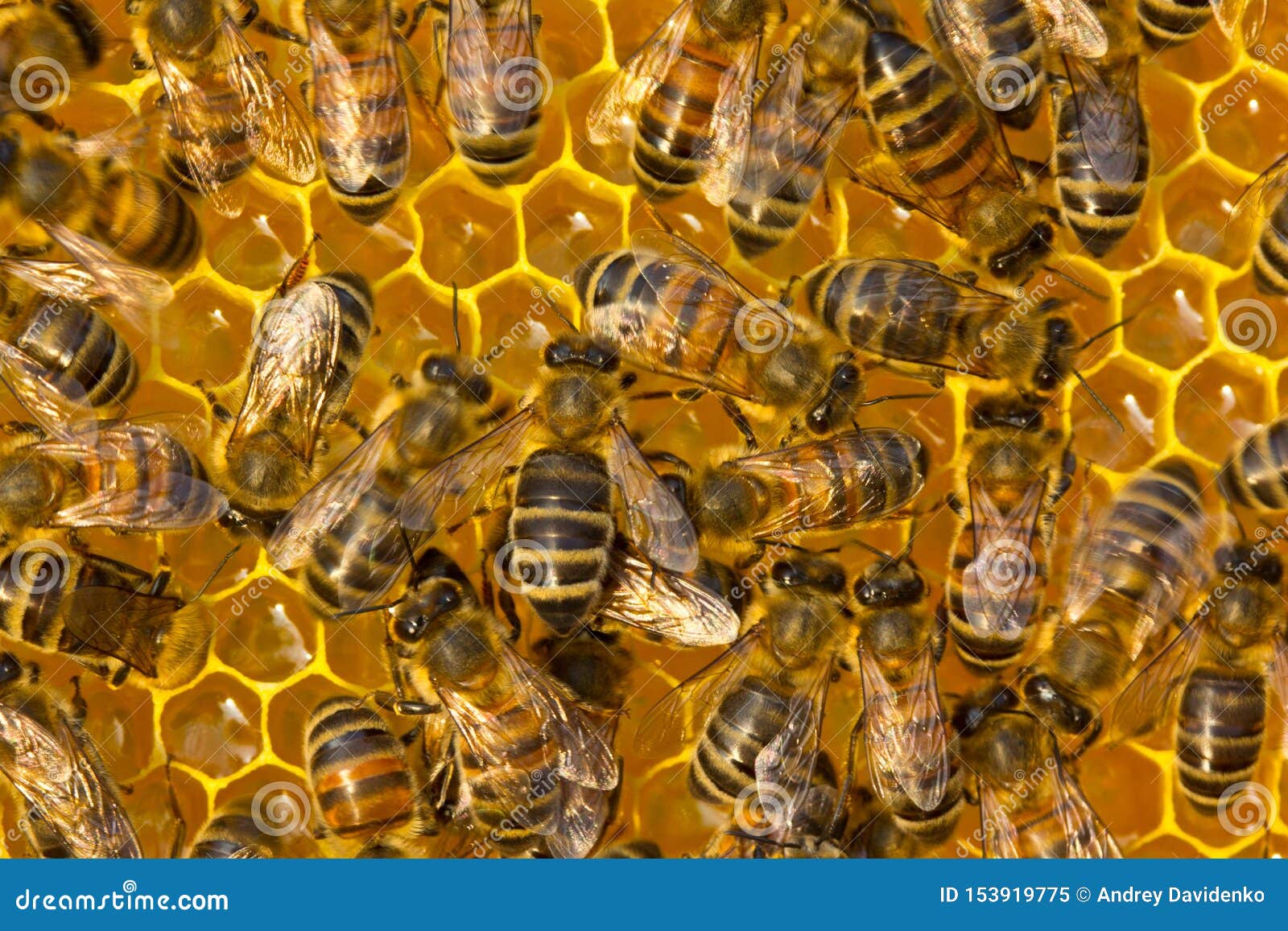 Bees Inside the Hive. Work of Young Bees Inside the Hive Stock Image