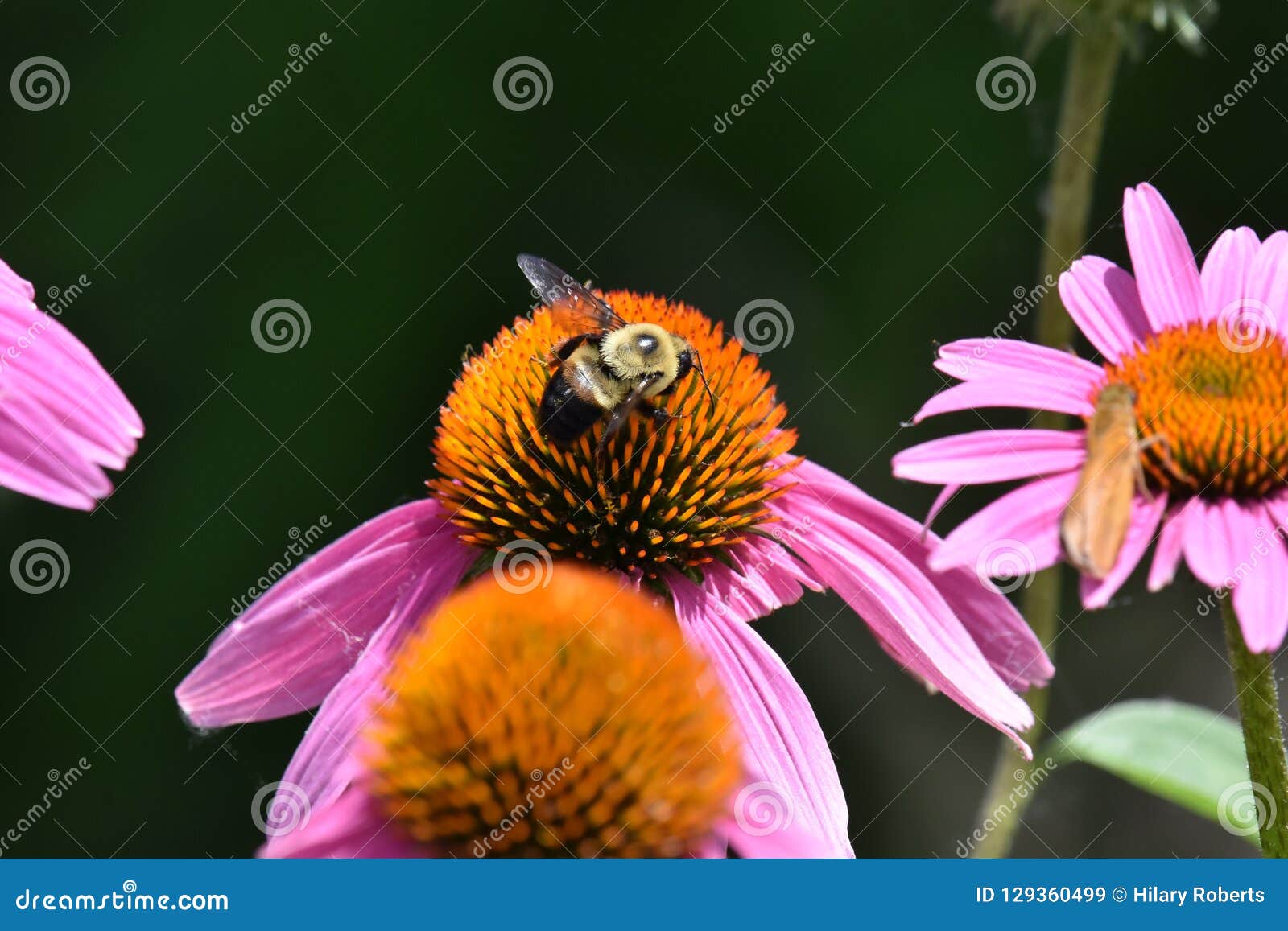 Bee on a Coneflower stock image. Image of honey, coneflower 129360499