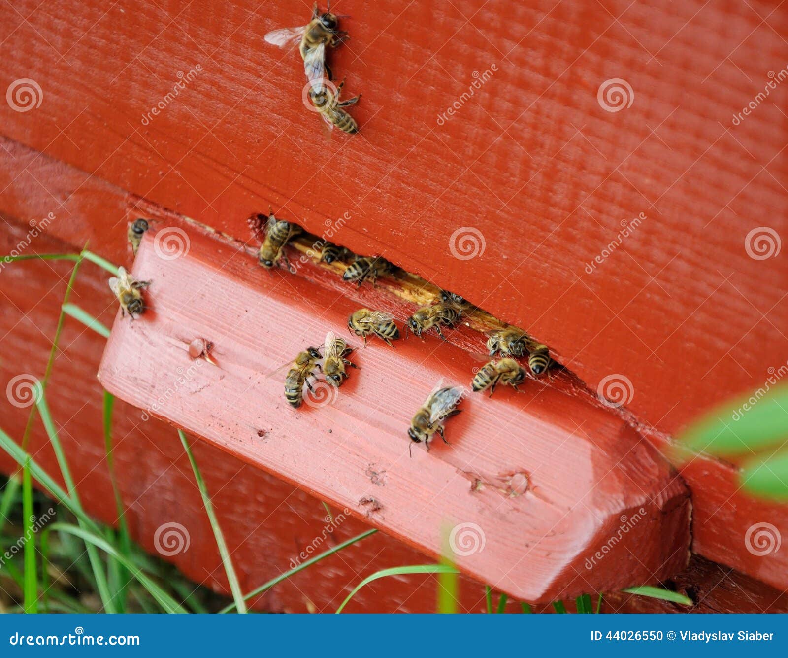 Many bees near the entrance of hive