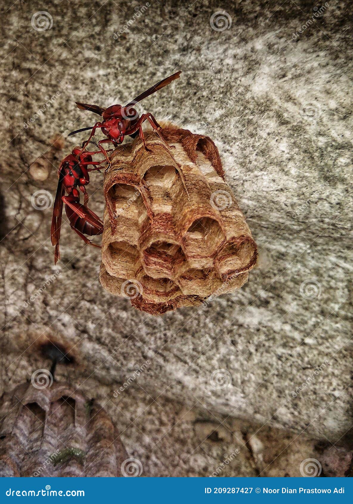 Bees in the nest stock image. Image of soil, leaf, wildlife - 209287427
