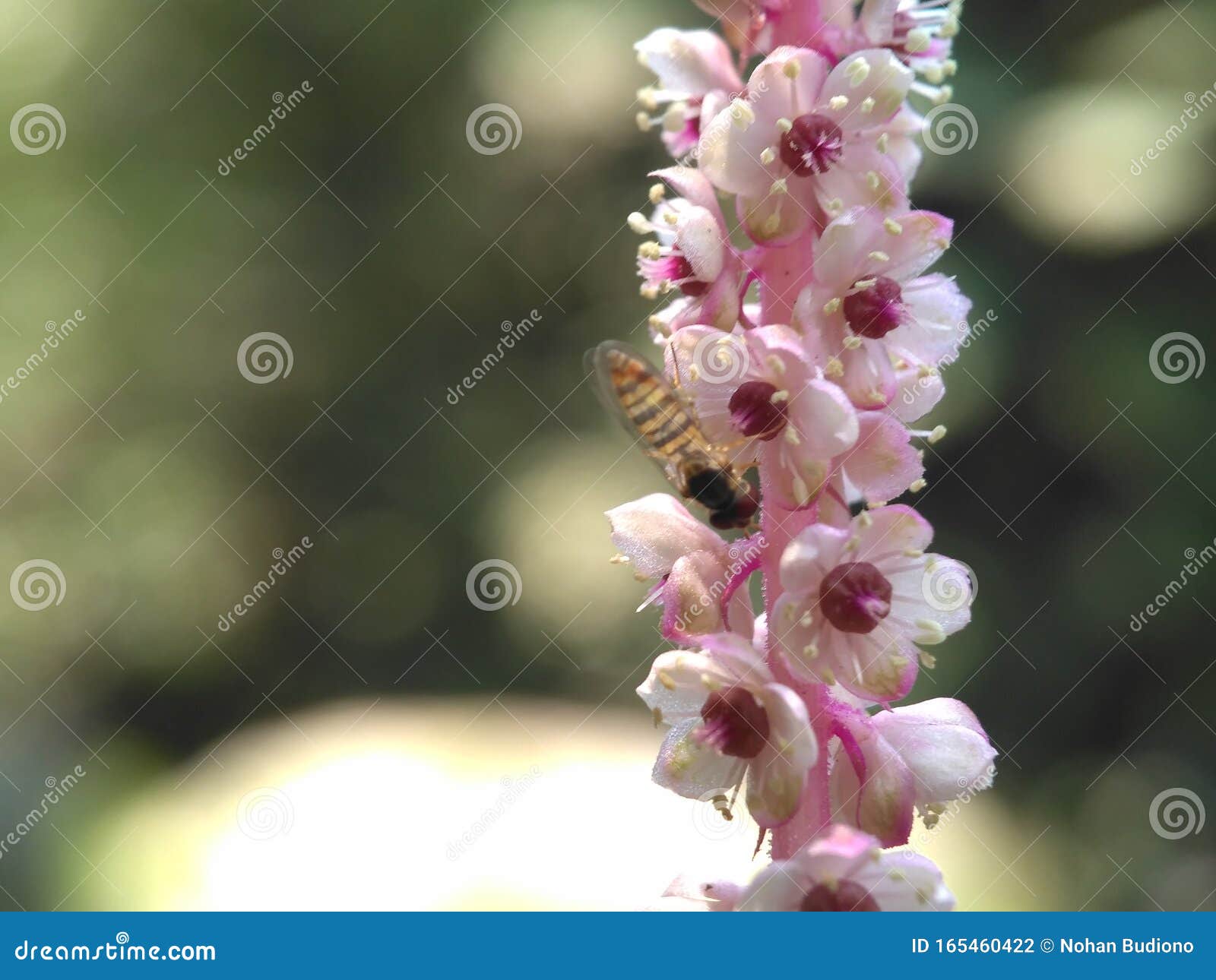 Bees Perch on Long Pink Flowers with Bokeh Backgrounds for Designs and