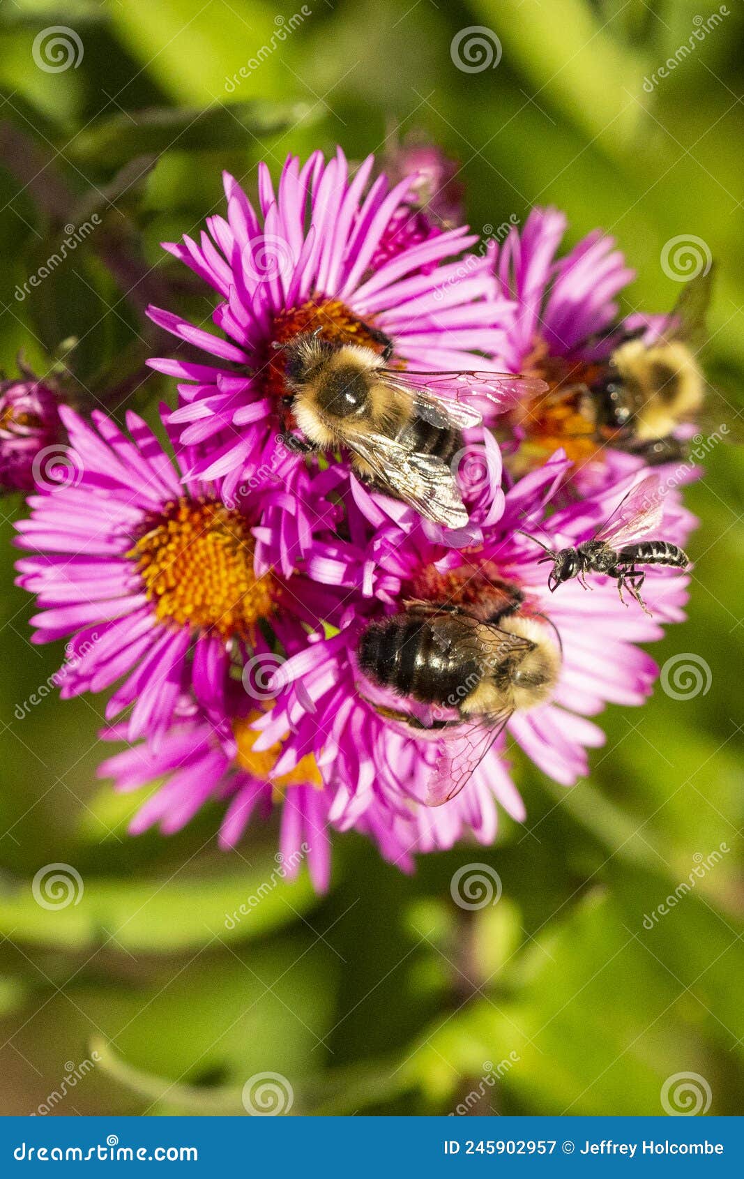 Bees On Pink Aster Flowers In Newbury New Hampshire Stock Image