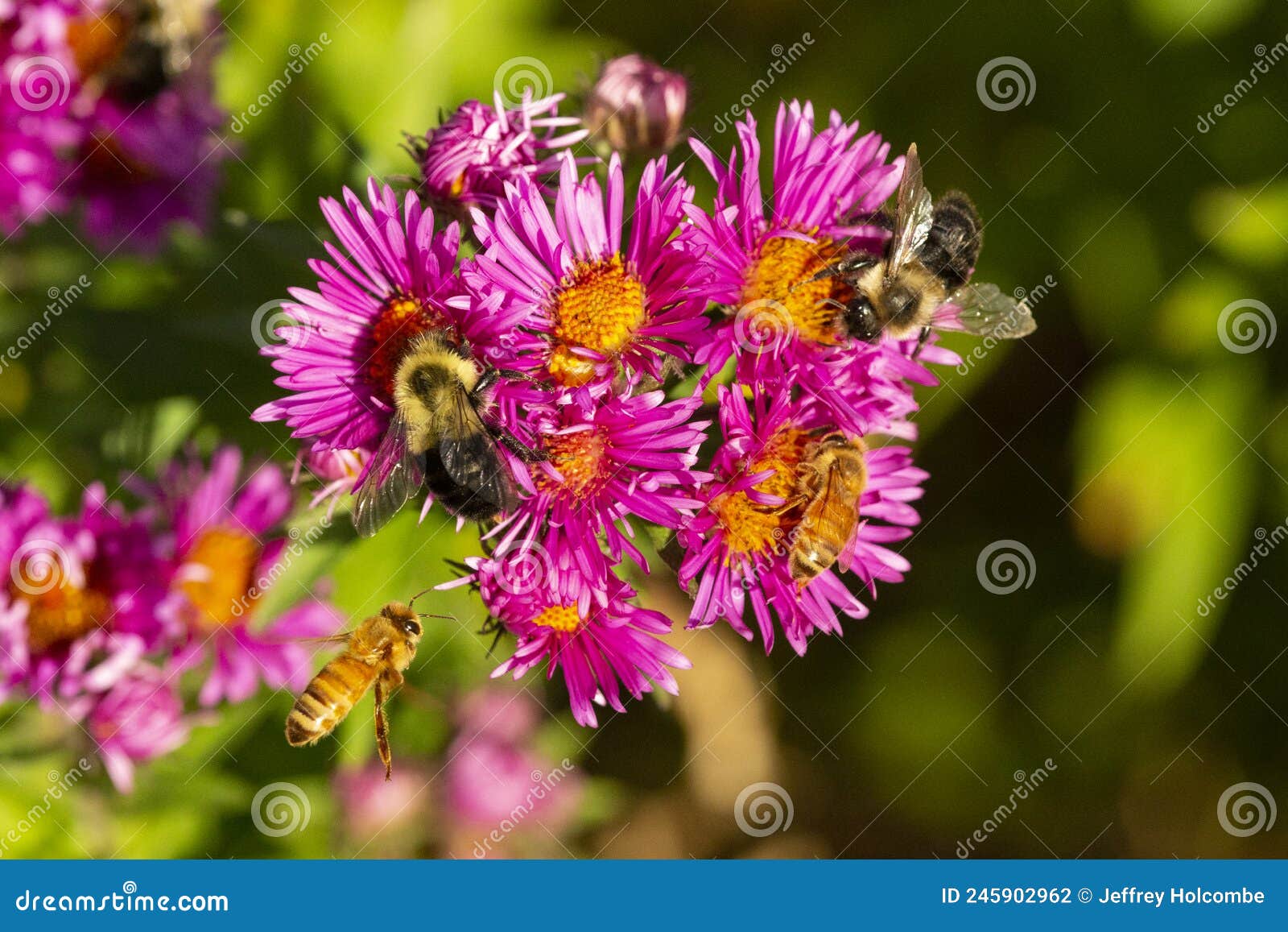 Bees On Pink Aster Flowers In Newbury New Hampshire Stock Photo