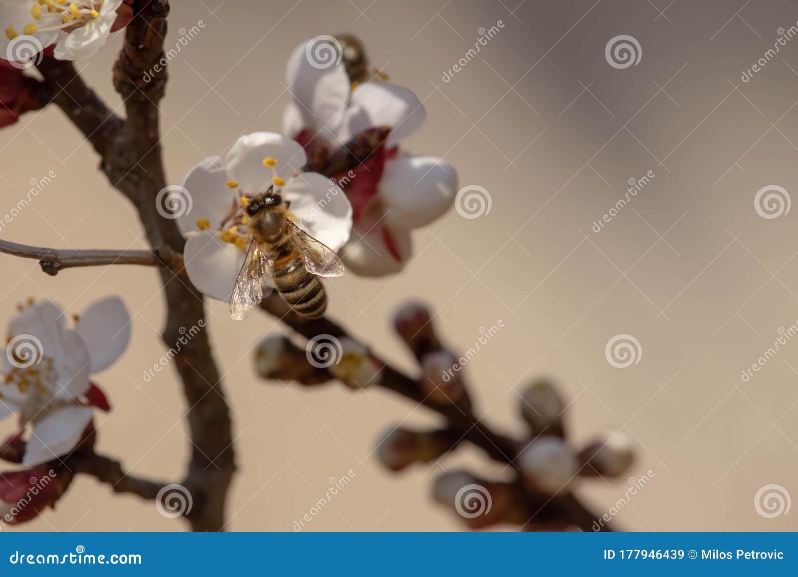 bees pollinate apricot tree in early march bee on flower buds in early winter