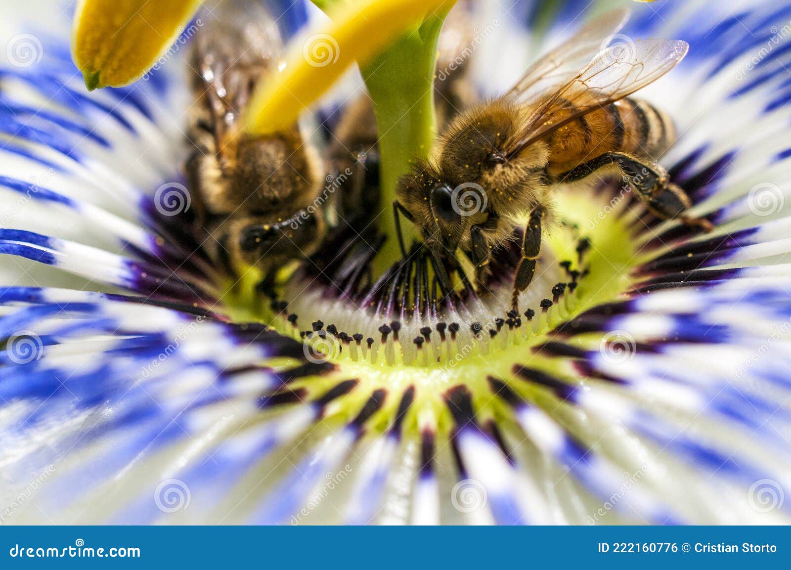Bees Pollinate the Flowers of a Passionflower Plant Stock Photo Image