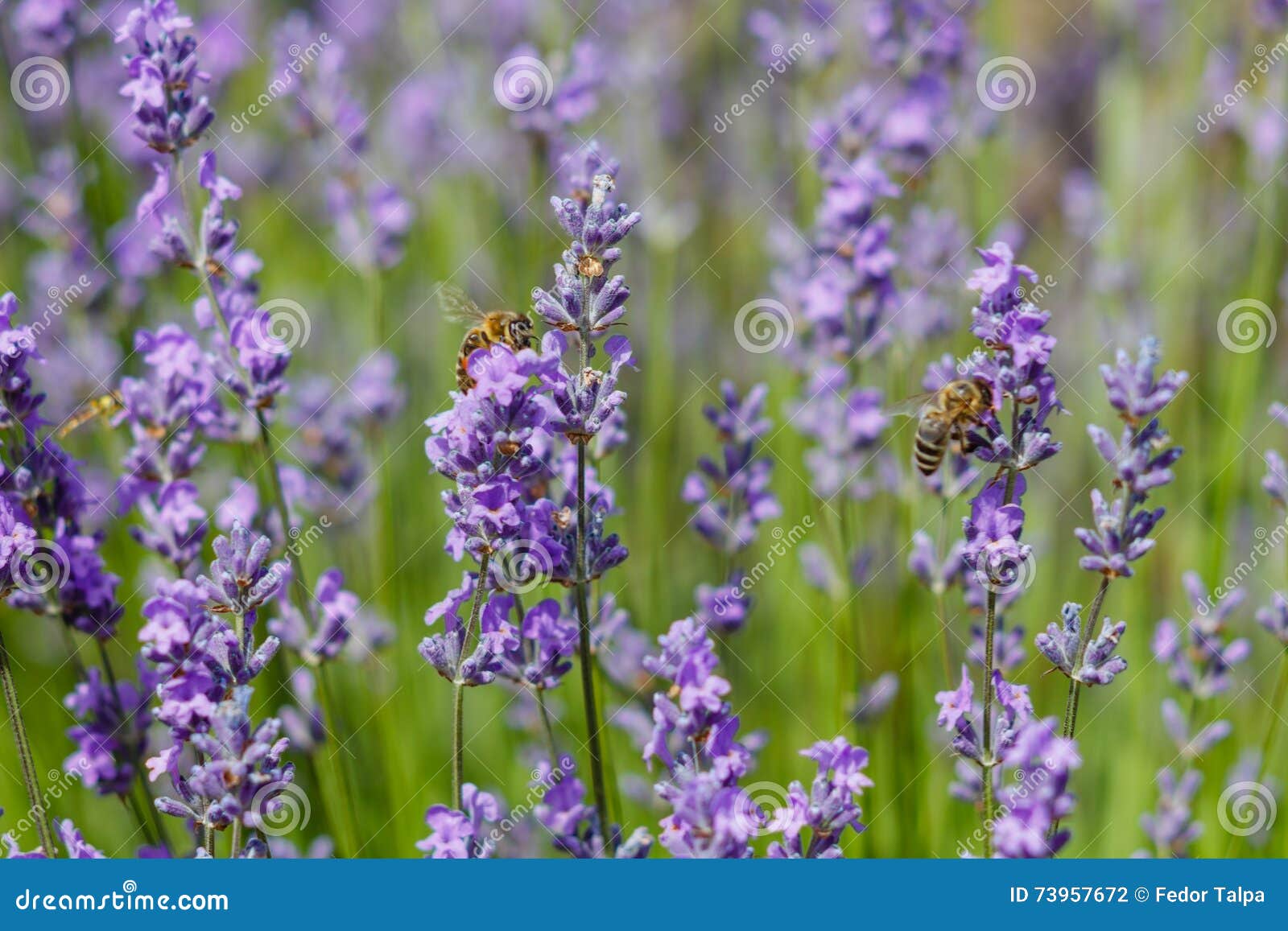 Bees pollinate lavender stock photo. Image of nature 73957672