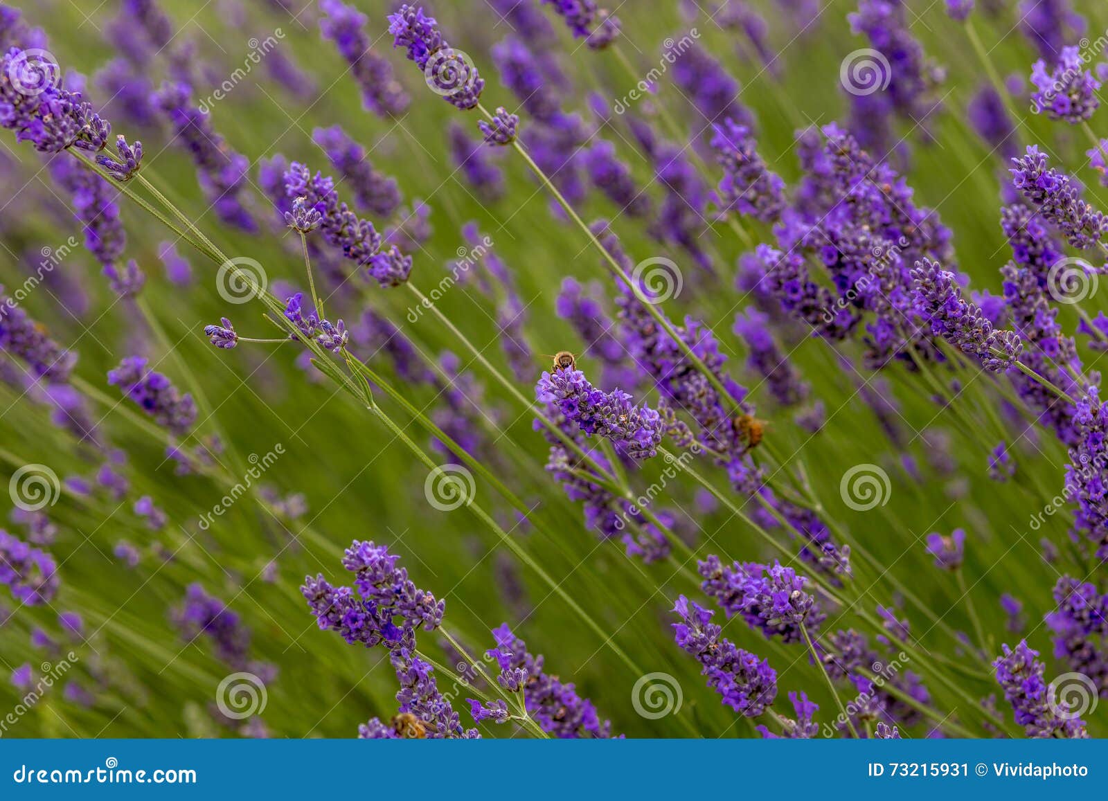 Bees Pollinate Lavender Flowers Stock Image Image of nature, blooming