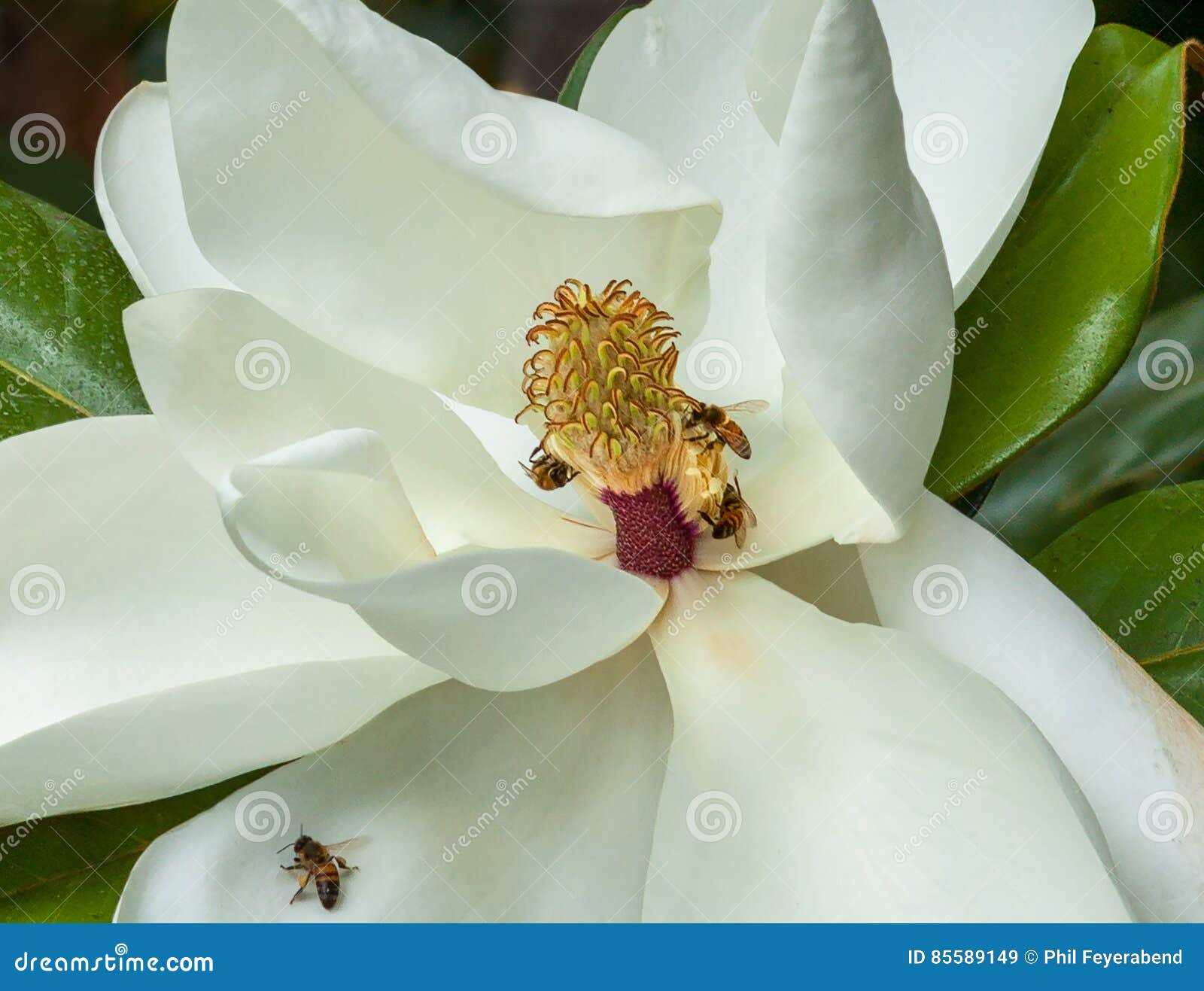 Bees Pollinating a Magnolia Flower Stock Image Image of pollinating
