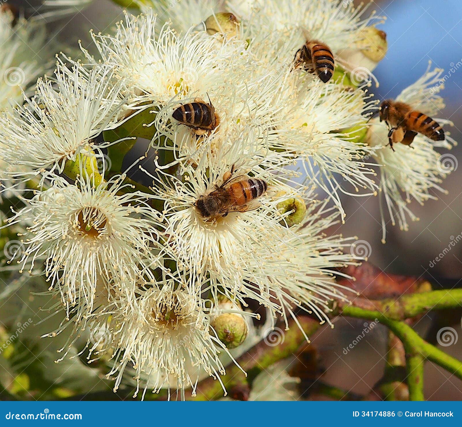 Bees Pollinating the Sugar Gum Tree(Eucalyptus Cladocalyx) Stock Photo