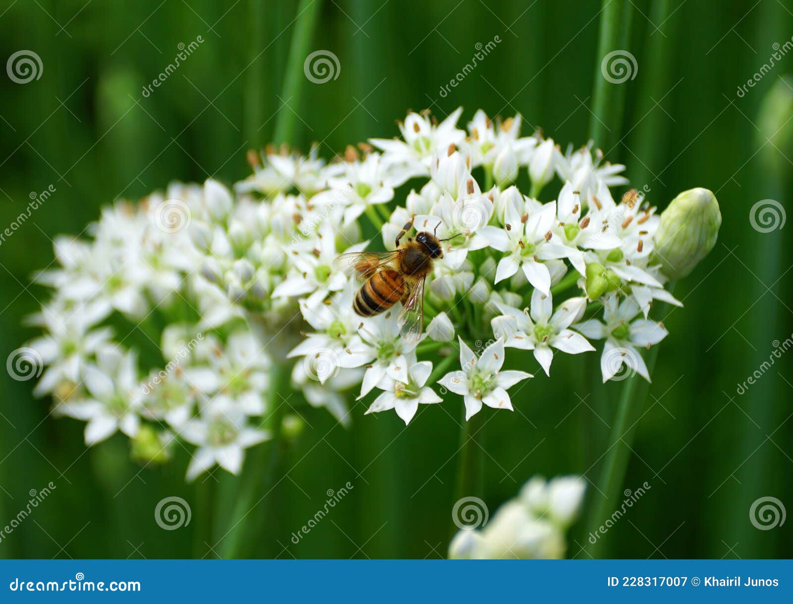 Bees Pollinating the White Chive Flowers during the Summer Stock Image