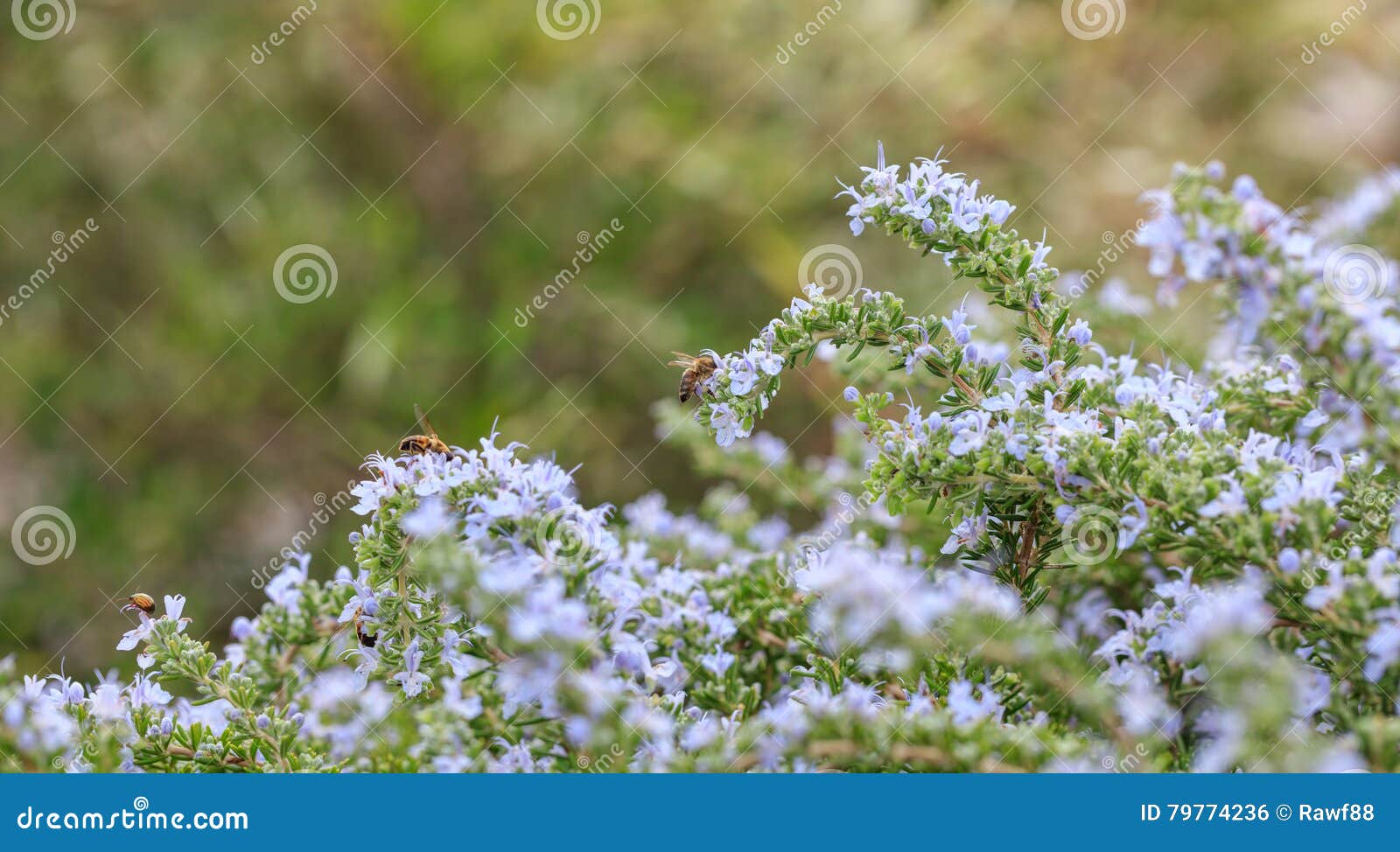 Bees on rosemary flowers stock photo. Image of garden 79774236