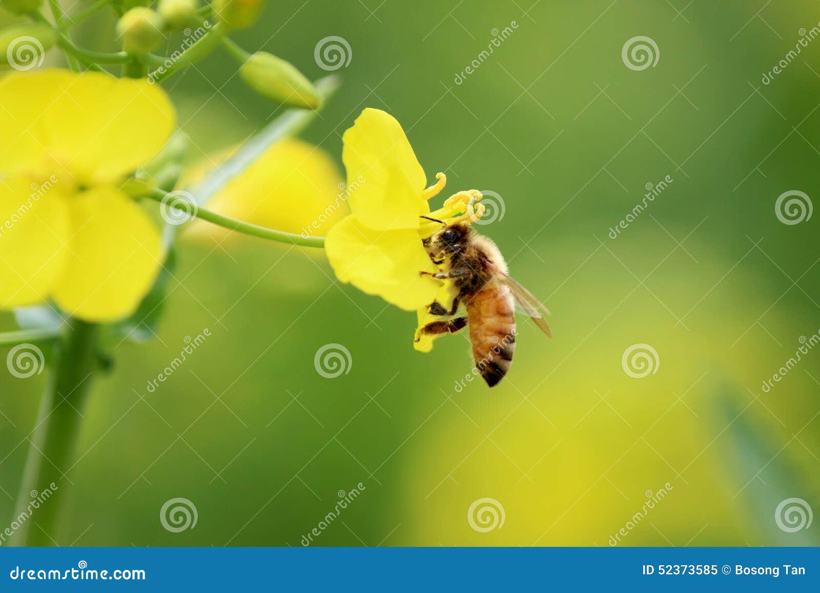 Bees sips flowers stock image. Image of flowers, lield 52373585