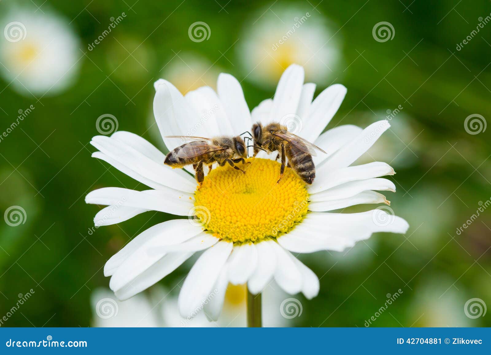bees sucking nectar from a daisy flower