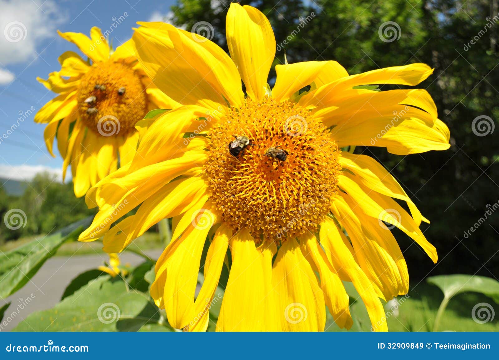 Bees on Sunflowers stock image. Image of sting, opportunity 32909849