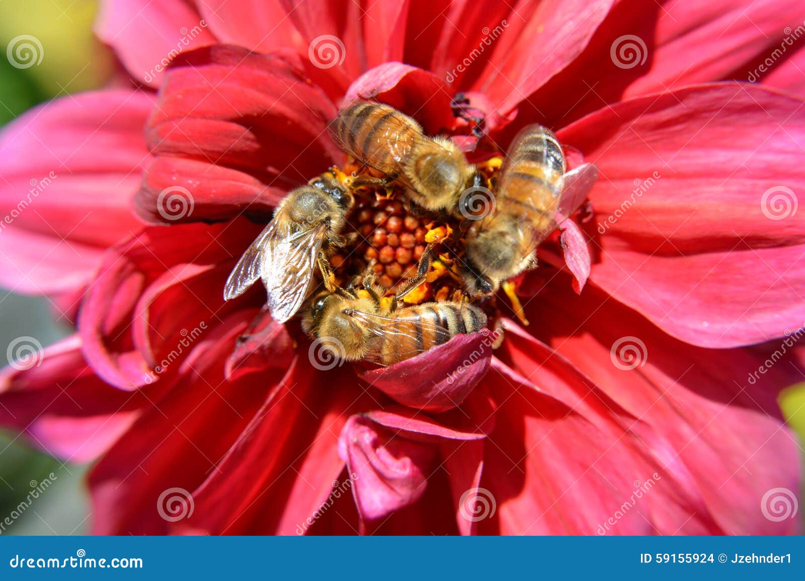 bees swarm pollinate a red flower in macro closeup