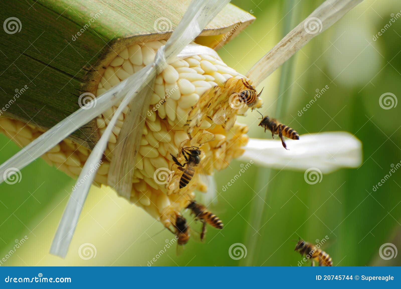 Bees Take Nectar from the Palm Tree Stock Photo Image of nature