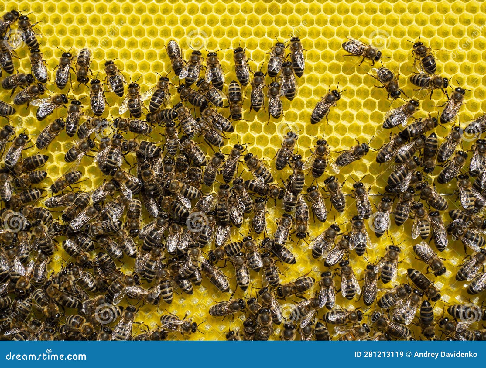 bees together build honeycombs on a pre-marked sheet of foundation