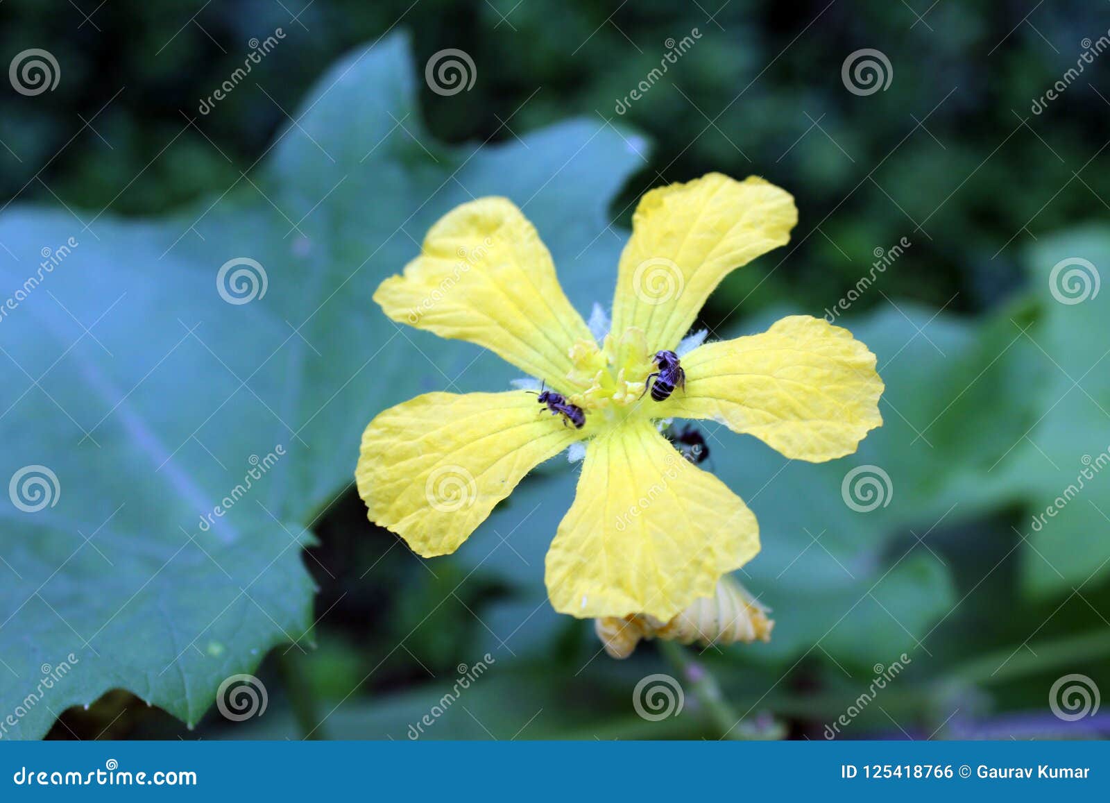 bees on torai vegetable flower