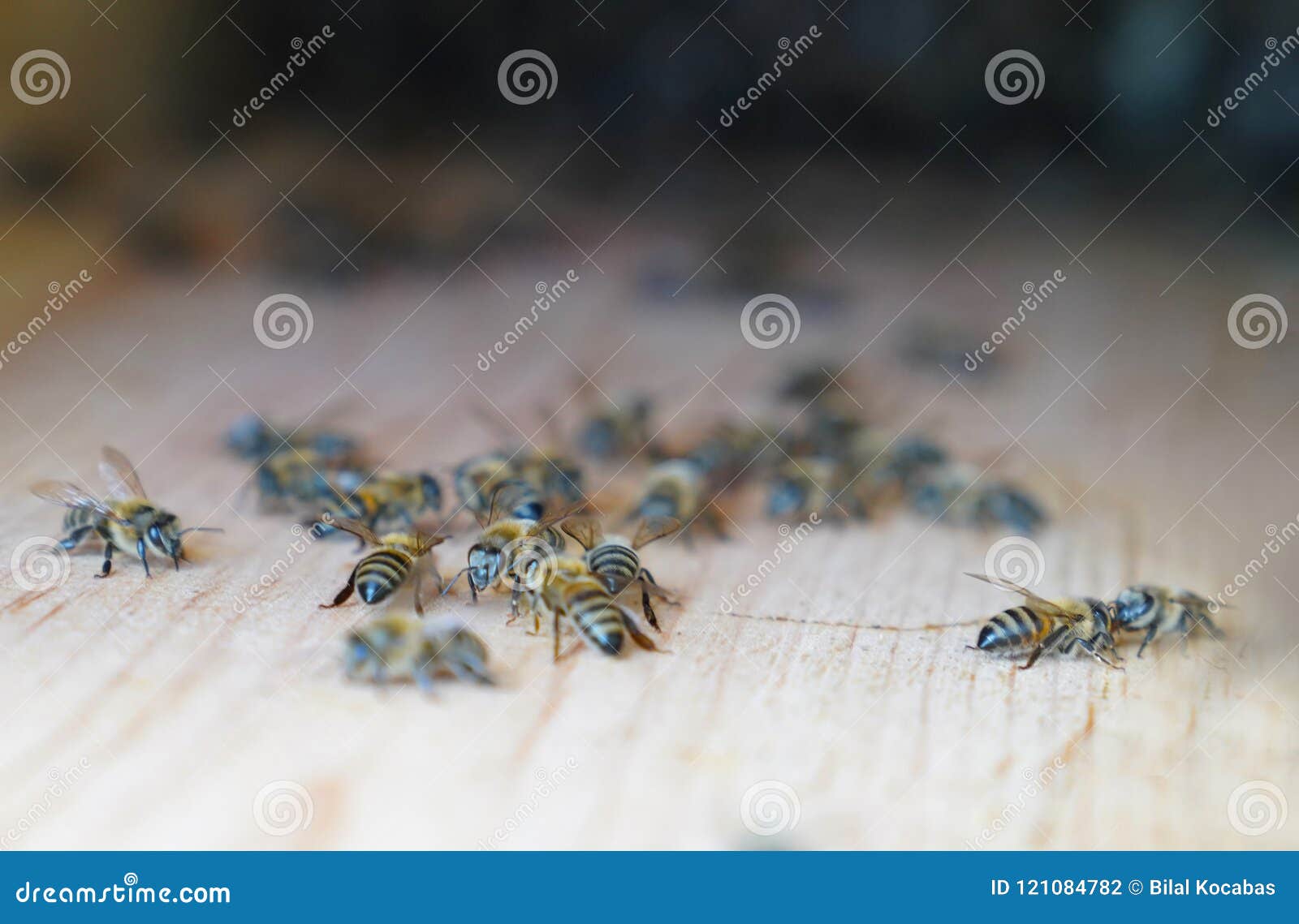 Bees Walk Around on Surface of Wall of Hive, Selective Focus Stock