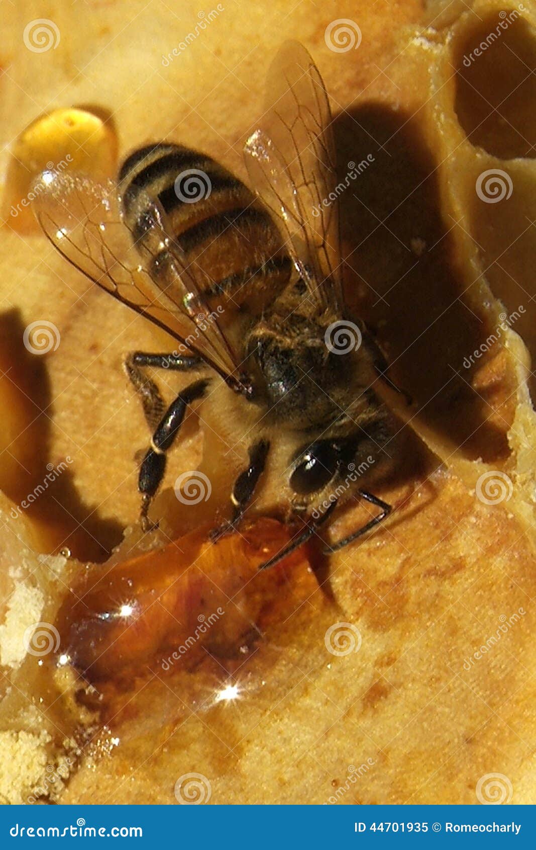 bees, which come from the harsh winter