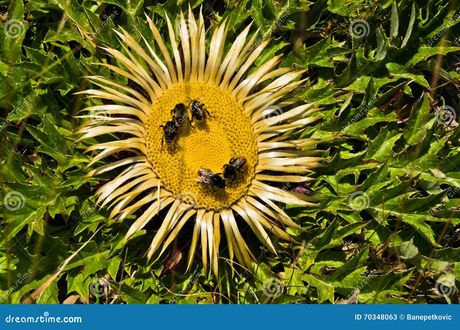 bees on wild yellow flower collecting polen