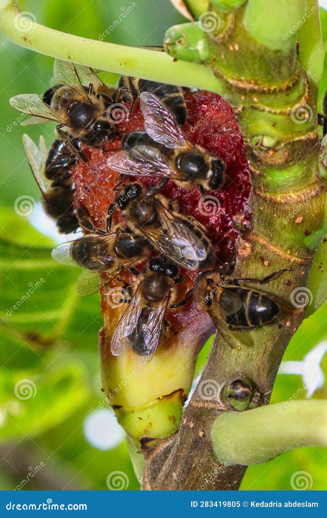 Bees working on fig fruit stock image. Image of wonderful 283419805