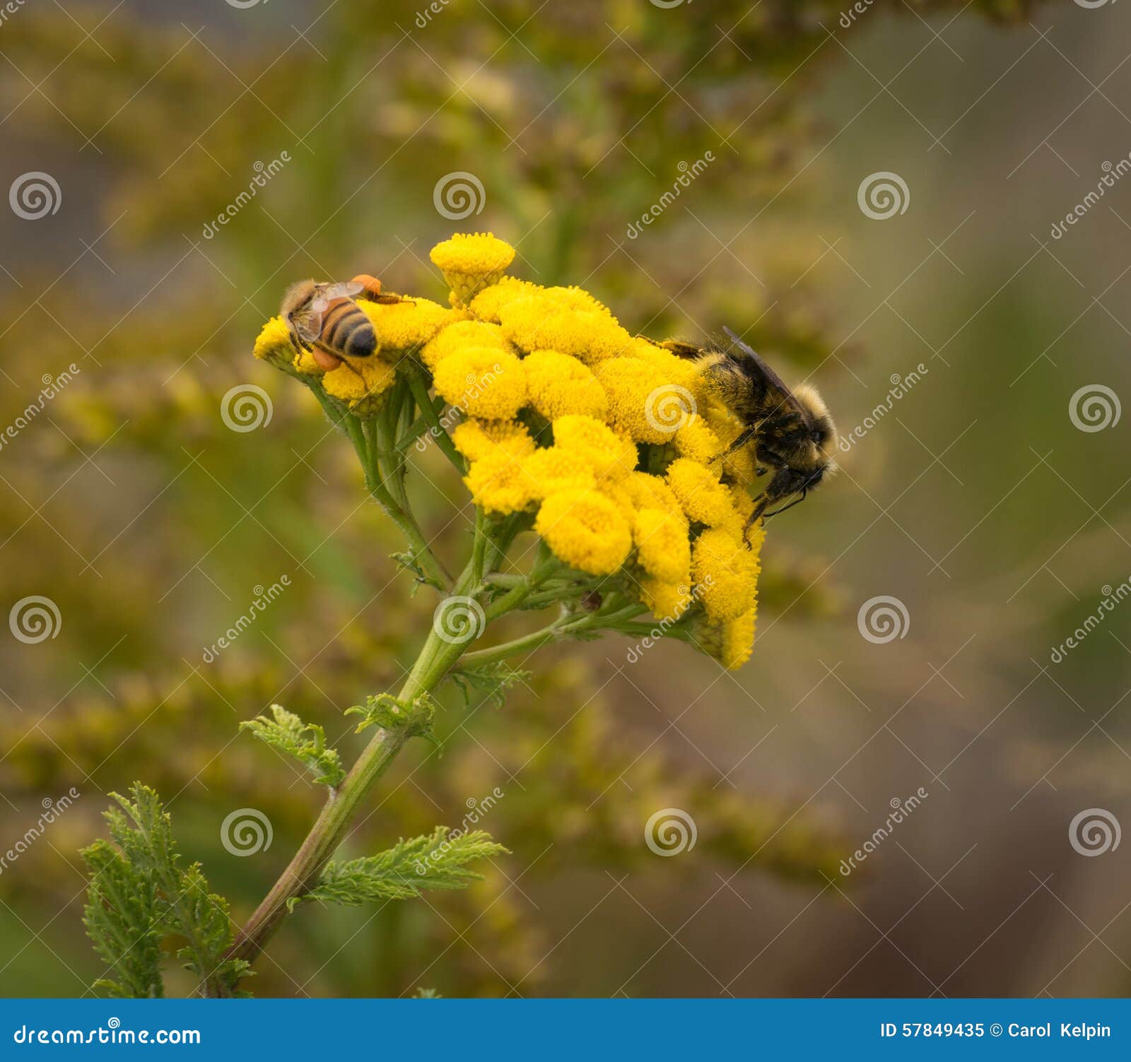 Bees on yellow flowers stock image. Image of bees, working 57849435