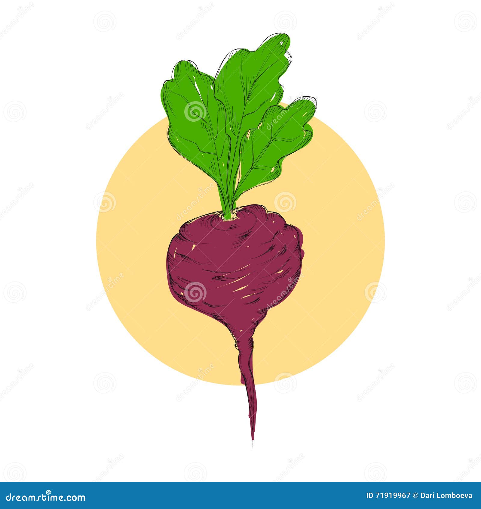 Beet Hand Draw Sketch Illustration in Colors Stock Vector