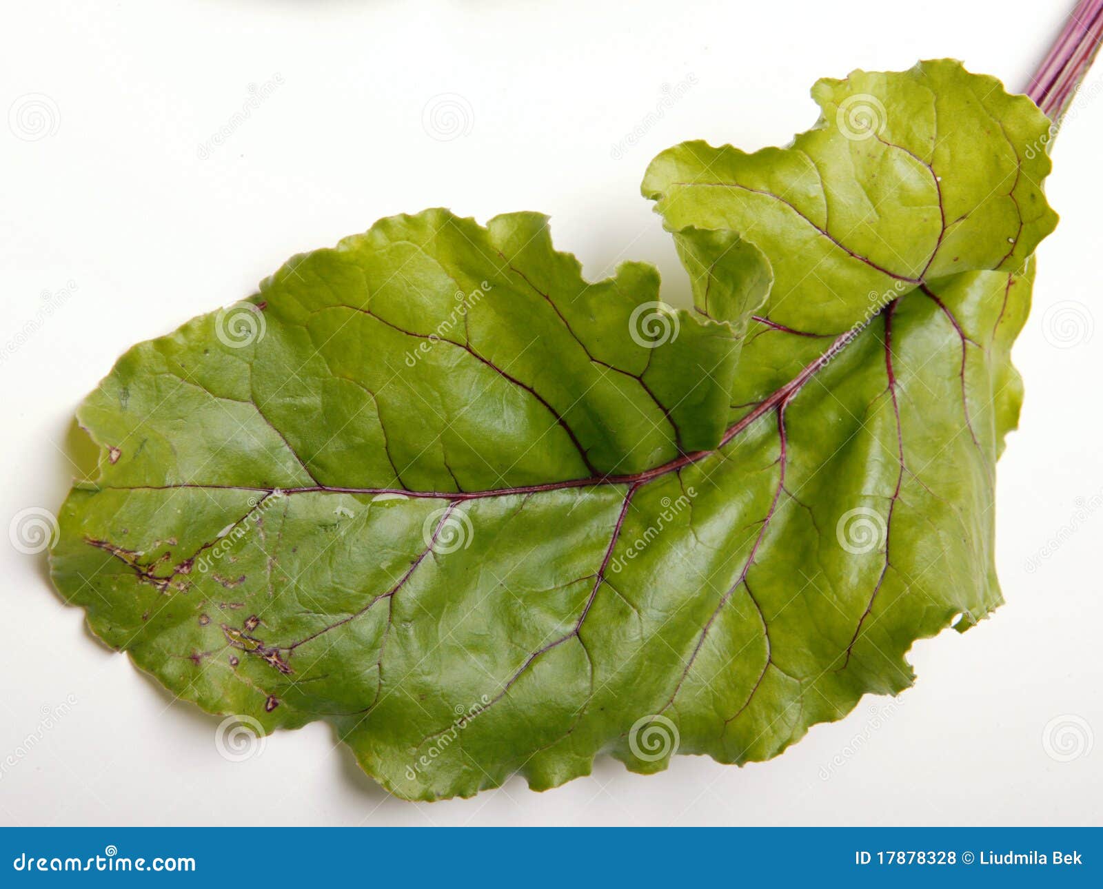 Beet leaf stock photo. Image of white, nature, dinner 17878328