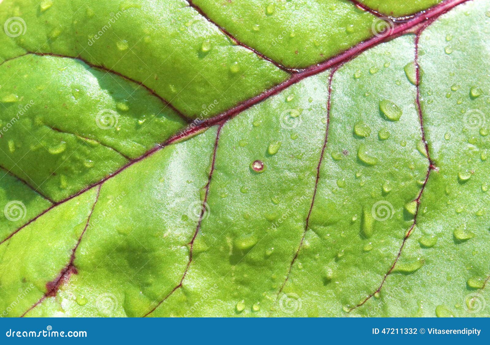 Beet leaf background stock photo. Image of green, leaf 47211332
