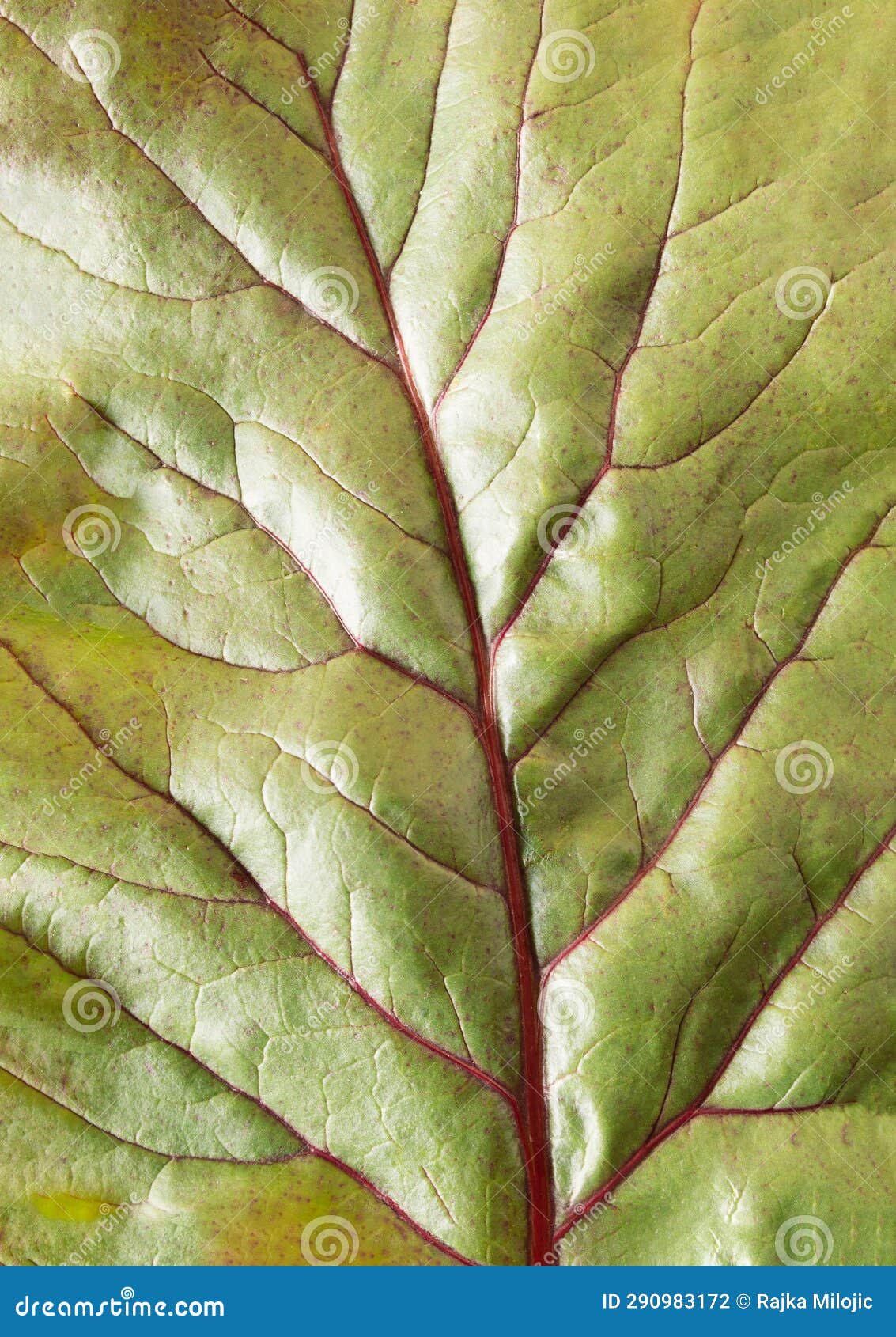 Beet Leaf Surfaces in Extreme Closeup Stock Photo Image of flora