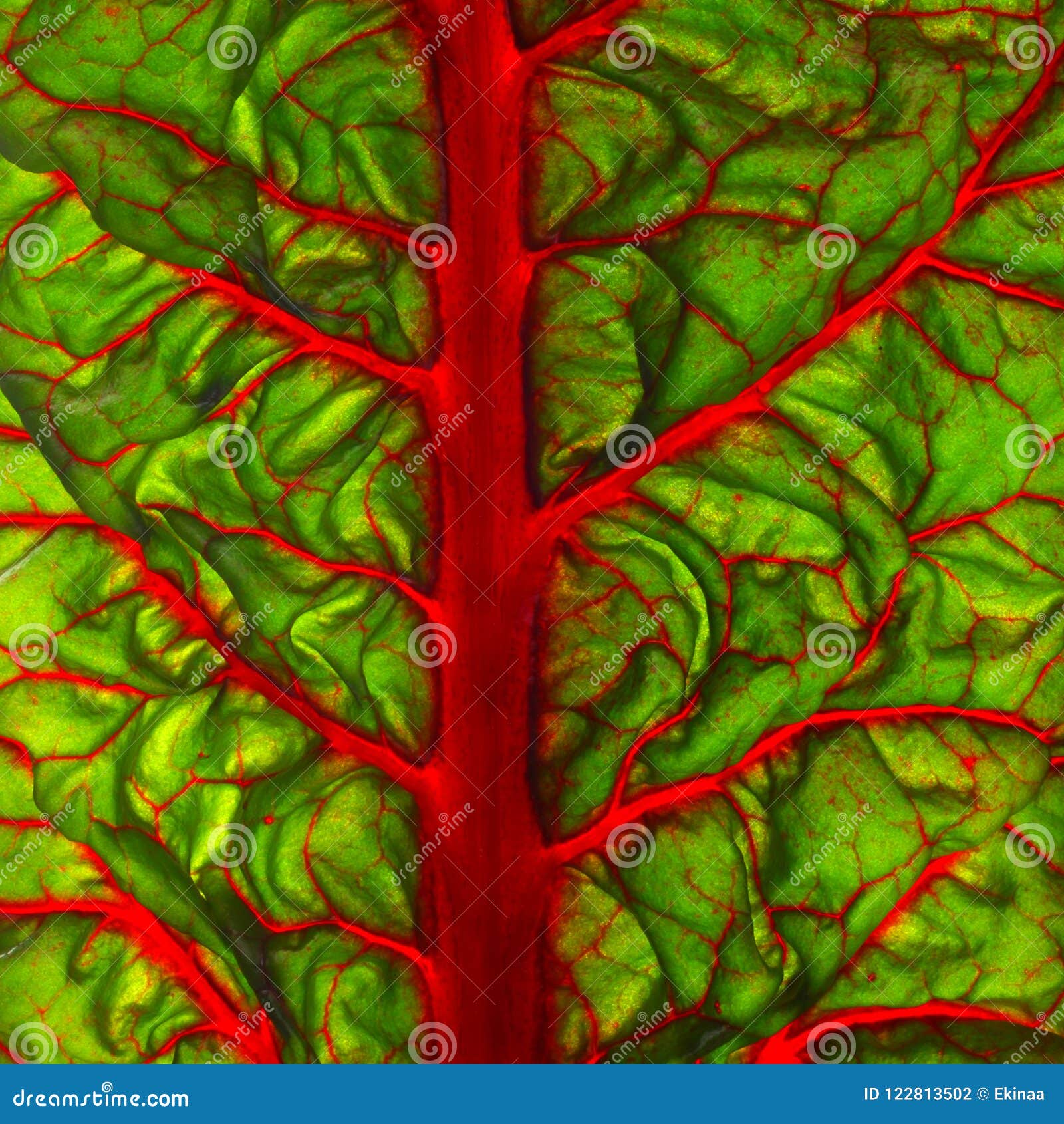 Beet leaf texture stock photo. Image of detail, ecology 122813502