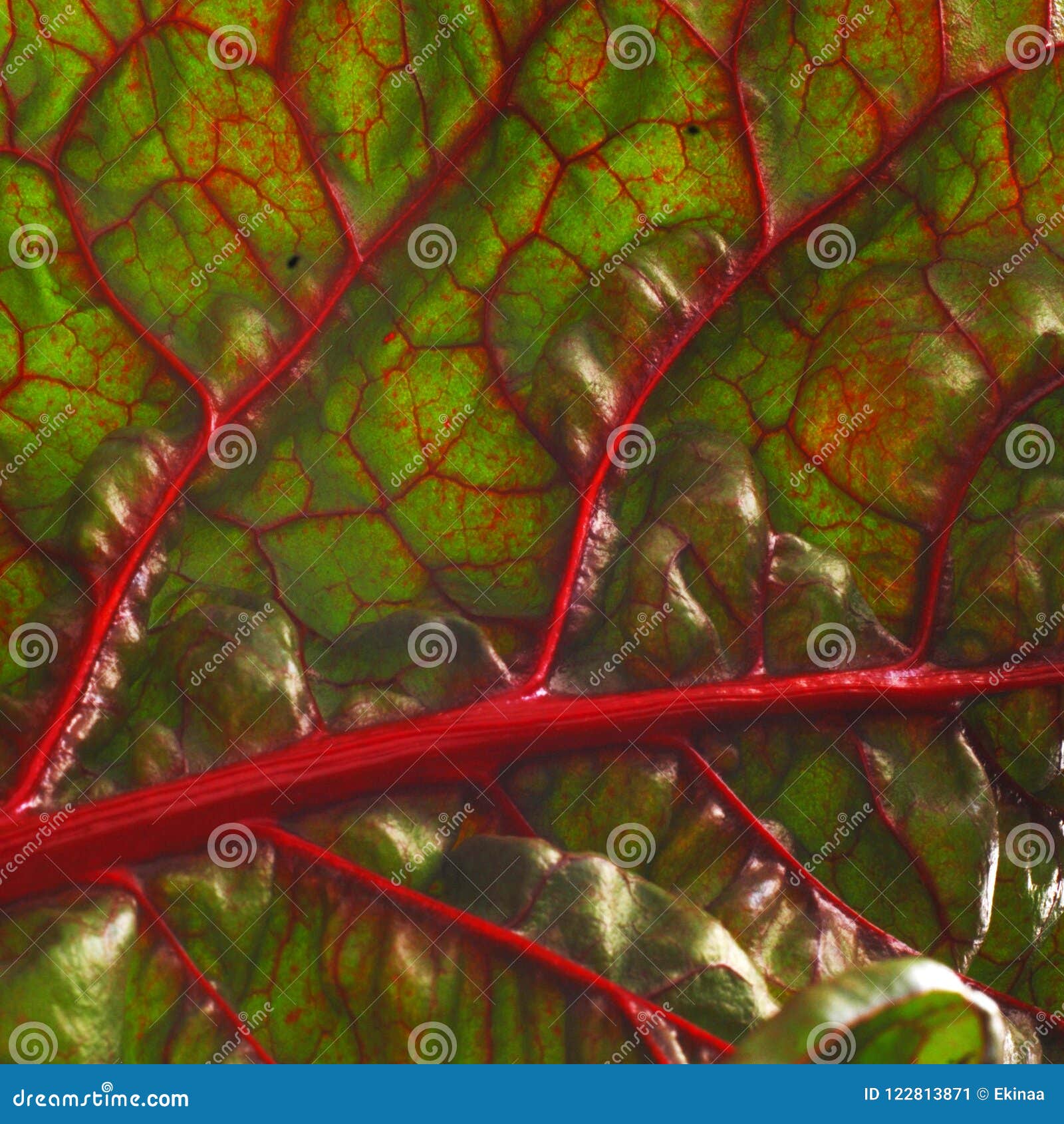 Beet leaf texture stock image. Image of isolated, ecology 122813871