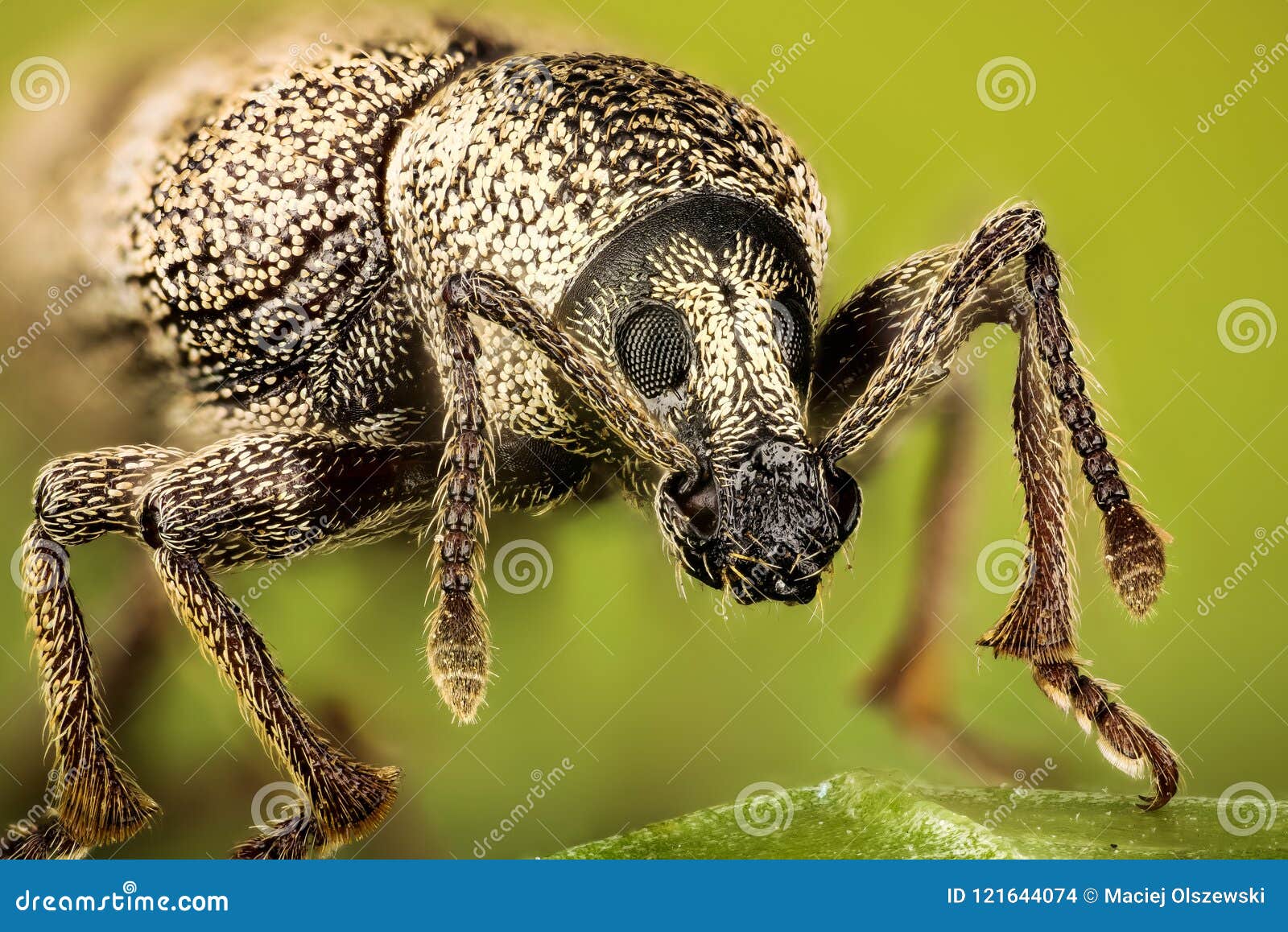 beet leaf weevil, weevil, tanymecus palliates
