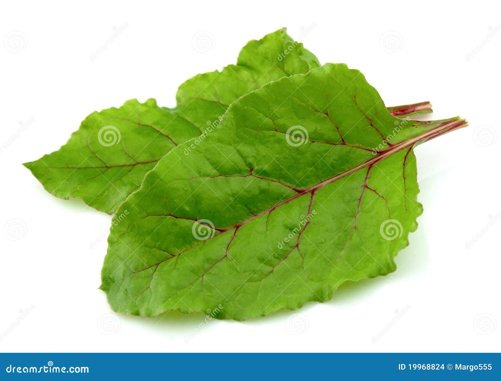 Beet leaves stock photo. Image of leaves, stemmed, background 19968824