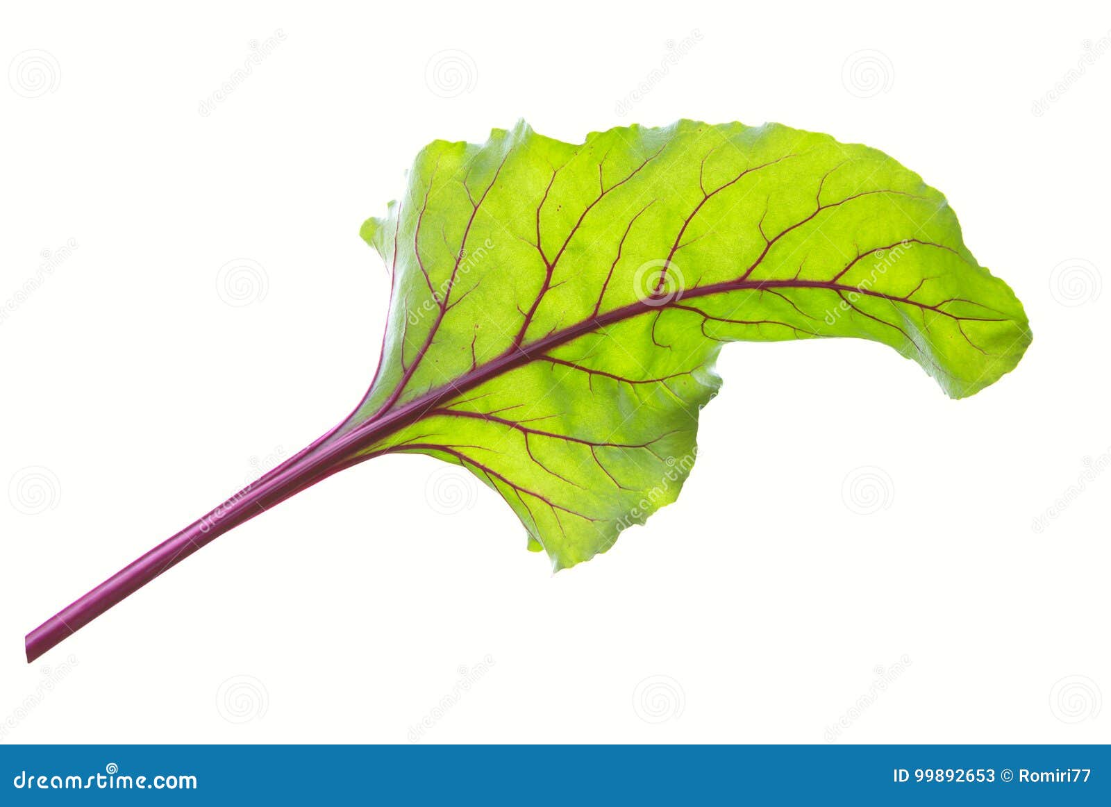 Beet Leaves. Beetroot Leaves, Fresh Beet Leaf. Stock Image Image of