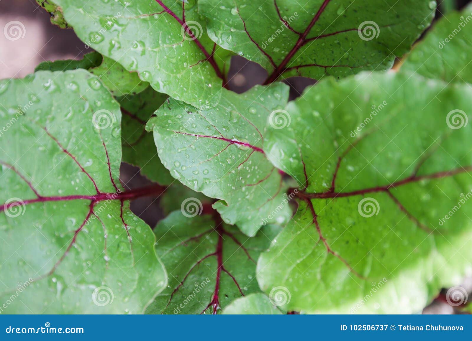Beet Leaves. Closeup of a Backlit Mangold Leaf Stock Image Image of
